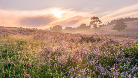 Brunssumerheide (2)