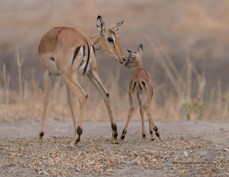 Impala met jong