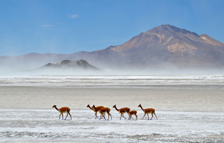Vicuna's op de zoutvlakte in het noorden van Chili