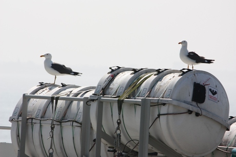 Twee zeemeeuwen op de wacht (veerboot Texel)