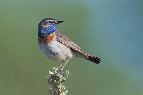 Blauwborst