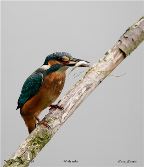 Alcedo attis