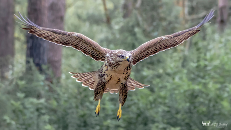 Buizerd