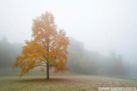 Herftskleuren in de mist