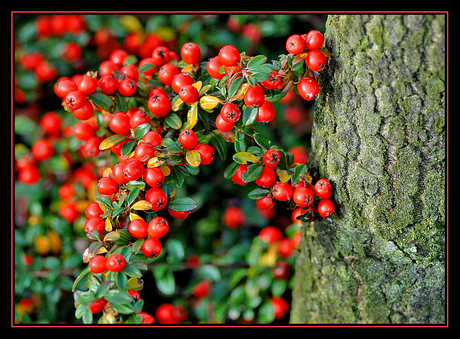 Cotoneaster