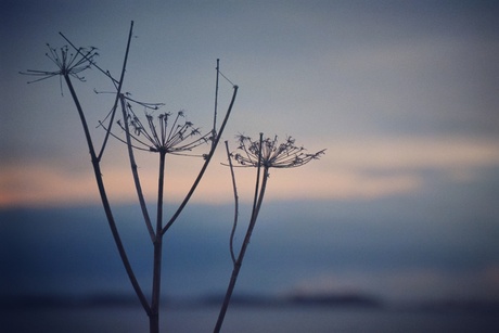 Berenklauw silhouet bij het Heegermeer