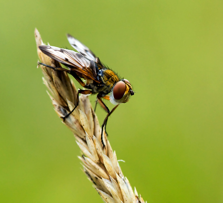 Ectophasia crassipennis