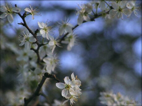 The art of bloom