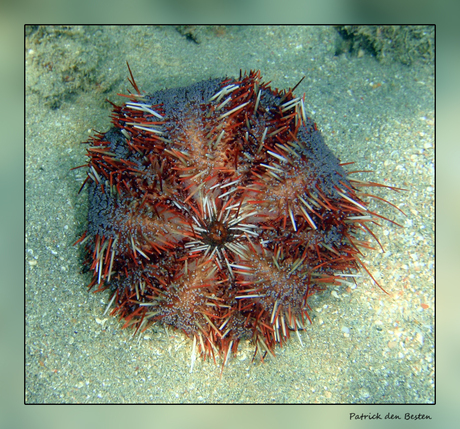 Het leven in de rode zee : Red sea fire urchin
