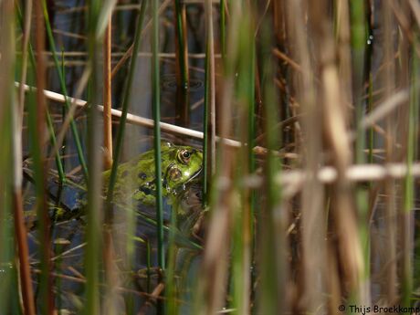 Groene kikker