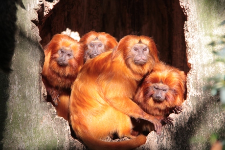 Samenscholing van apen