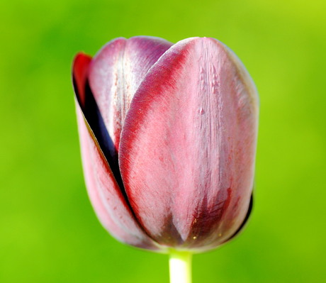 Tulp