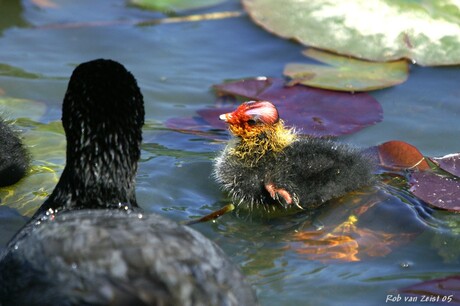 Lente in aantocht