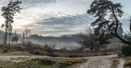 Foggy Lake in Woodland