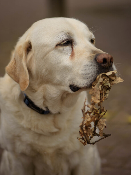 knut, onze labrador