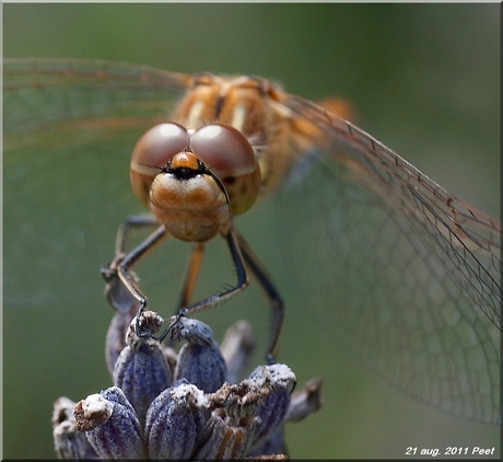 Close-up