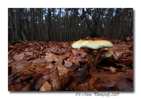 Paddestoelen