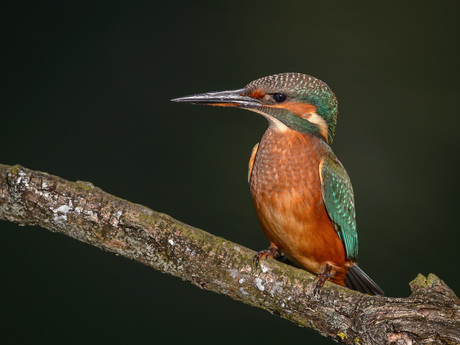 Schaduw op het water zon op de IJsvogel