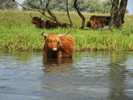 schotse hooglander staat geintereseerd naar alle mensen te kijken die in de bootjes voorbij varen midden in de biesbosch