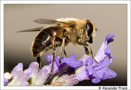 Bij op lavendel