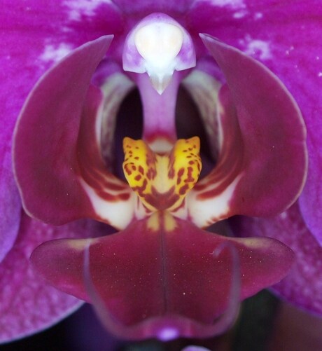 Hart van Orchidee