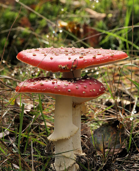 paddestoel rood met witte stippen