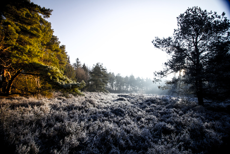 Heide in de ochtend