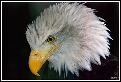 Eagle portret1