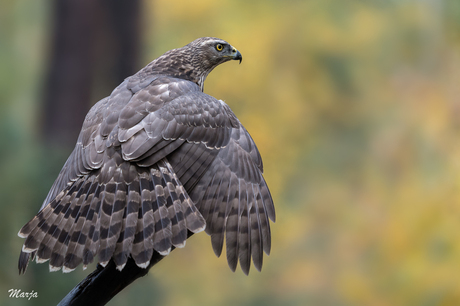 Juveniele Havik