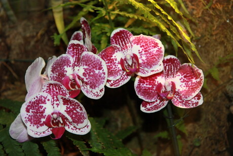 Orchidee