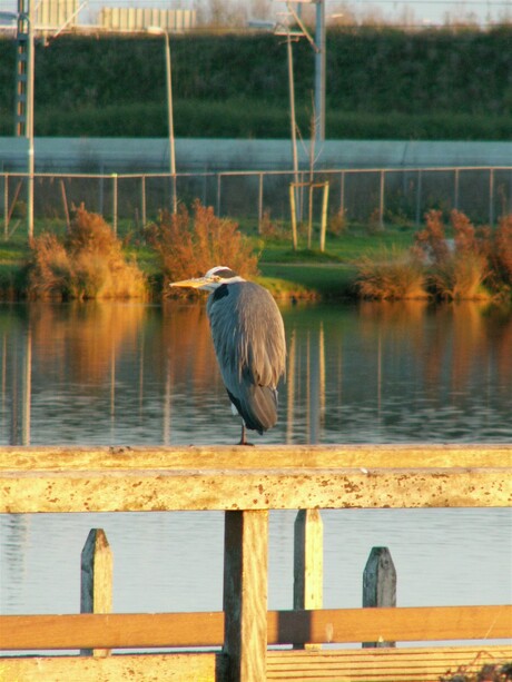 Reiger op wacht