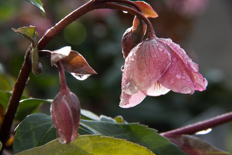 Helleborus