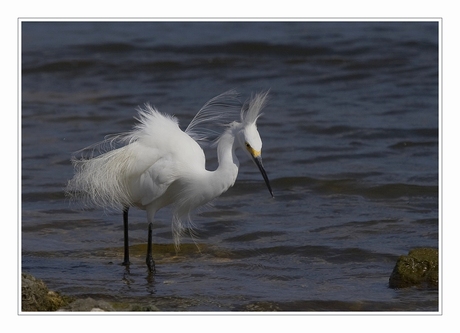 Amerikaanse kleine zilverreiger