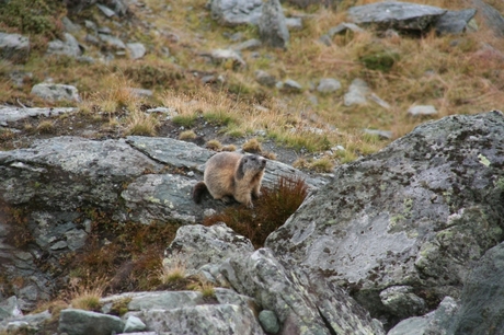 Alpen Marmot