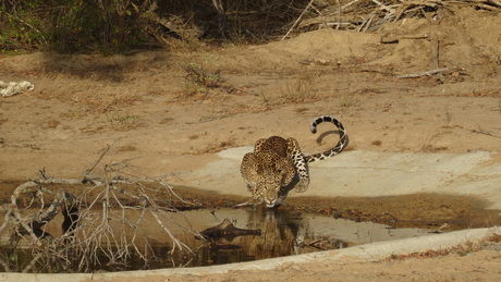 Drinkende luipaard