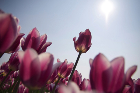 Tulp in het zonnetje