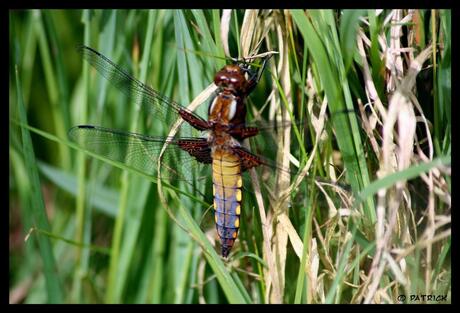 Libelle