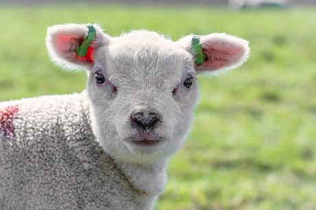 Lammetje op Texel 2