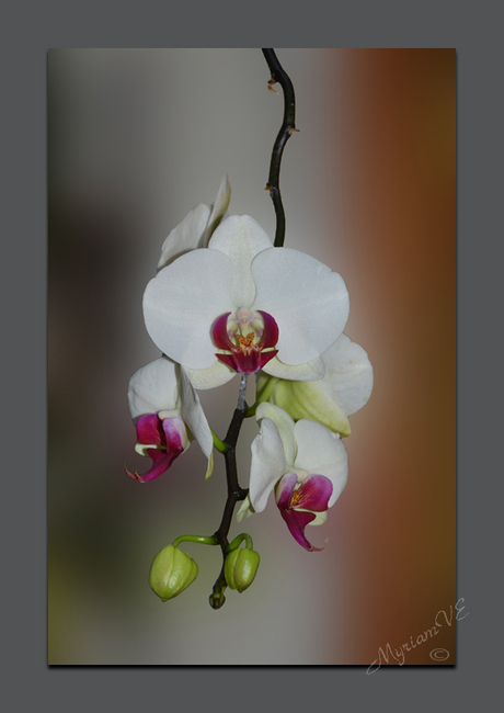 Orchidee