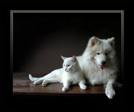 White beauties [2]