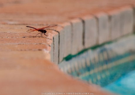 Dragonfly 2 @ Zuid Afrika