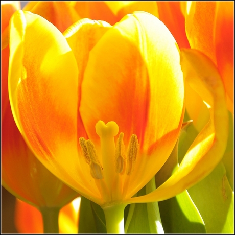 Tulp