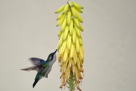 male green hummingbird