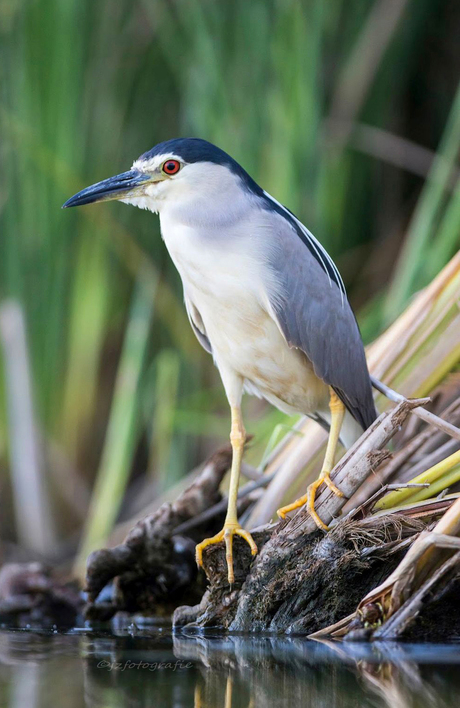 Kwak in het riet