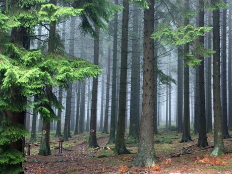 In bos nabij La-Roche en Ardenne