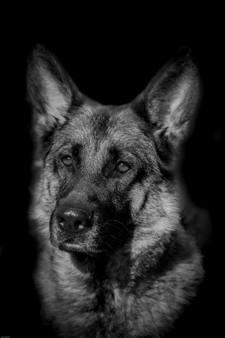 German Shepherd