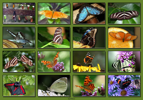 Collage Vlinders