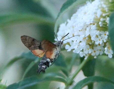 Kolibrie vlinder op witte vlinderstruik