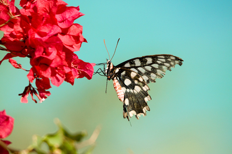 grootste vlinder van Madagaskar