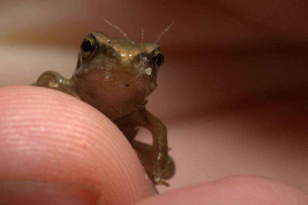 baby kikker - foto van martijn68 - -